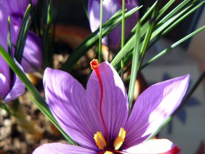 Flor de azafrán