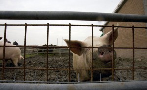 los purines de cerdo son 100 veces más contaminantes que los residuos urbanos