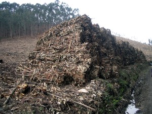 El proyecto pretende aprovechar los residuos de eucalipto para producir energíe eléctrica y térmica