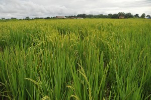 Nuevo método para el calcular impacto ambiental de biocombustibles en Colombia