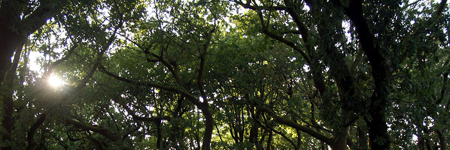 Arboles3