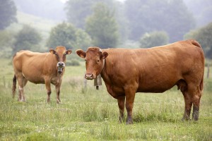 Aprovechamiento de subproductos de colza en piensos animales reducen las emisiones de GEI