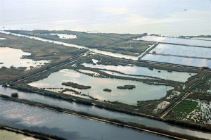 Las lagunas someras del Tancat de la Pipa colaboran en la recuperación de la calidad del agua de l'Albufera