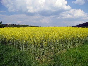 cae la producción mundial de biocombustibles