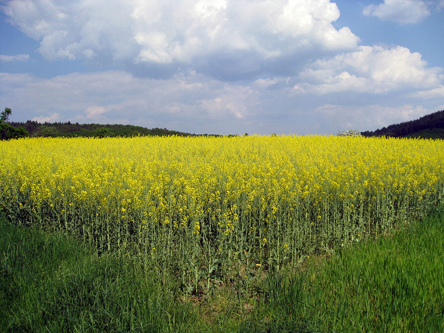 Biodiesel_sethschoen