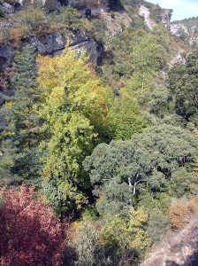 La disponibilidad de nutrientes determina la capacidad de capturar carbono de los bosques