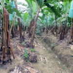 Ecuador: proyecto para obtener hidrógeno a partir de residuos de banano