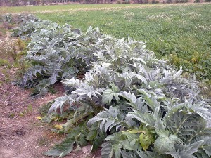 los lodos compostados han permitido producir cardo como cultivo bioenergético