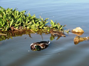 verter aguas residuales tratadas en los humedales puede acarrear más perjuicios que beneficios