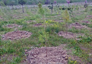 Mil nuevos árboles en el tercer bosque SIGAUS