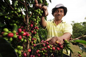 Plantación de café