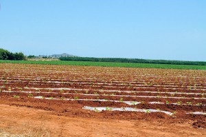 Se implantará un prototipo en cinco fincas piloto representativas de la agricultura de Murcia