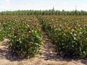 El purín de porcino se aprovechará como fertilizante en el cultivo de chopos con fines energéticos