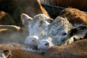 El aprovechamiento de los residus en forma de biogás y fertilizantes es una gran oportunidad para el sector ganadero en Argentina