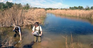 Analizan el potencial de los humedales ibéricos como sumideros de carbono