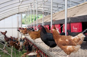 Sustituyen gas natural por biogás obtenido a partir de subproductos avícolas