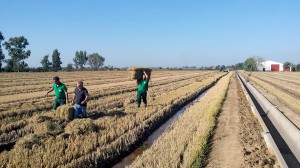 Aprovechamiento de la paja de arroz para obtener productos de interés comercial