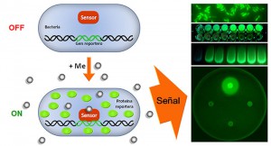 Investigadores argentinos desarrollan un biosensor en tiempo real de metales tóxicos en el agua