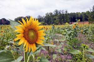 los ecologistas creen que la reforma sobre agrocombustibles propuesta al Parlamento Europeo es insuficiente