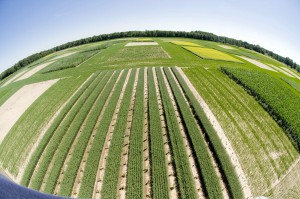 La UE quiere limitar el uso de cultivos alimentarios para producir biocombustibles