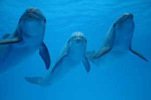 Los retardantes de llama son una amenaza para los delfines del Mediterráneo