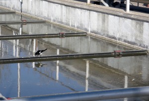 El proyecto ‘OptiAnMBR’ pretende aplicar la tecnología de reactores anaerobios de memrana al tratamiento de aguas residuales urbanas