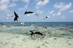 Las aves confunden los plásticos con comida