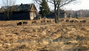 La ausencia de humanos en Chernóbil ha disparado la presencia de fauna salvaje