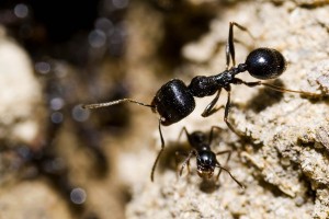 Obtienen fertilizantes a partir de la quitina del exoesqueleto de insectos y crustáceos