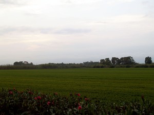 La planta aprovechará la paja de arroz para producir biogás y biofertilizantes