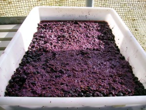Investigadores chilenos aprovechan residuos de la producción de vino para obtener compuestos alimenticios valiosos