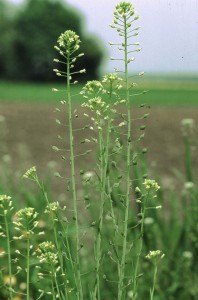 Planta de camelina sativa