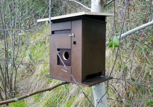 Convierten viejas cajas de puros en nidos para pájaros