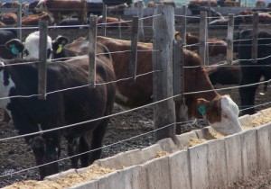 Efluentes de la industria bovina