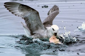 Las aves marinas confunden el plástico con alimentos