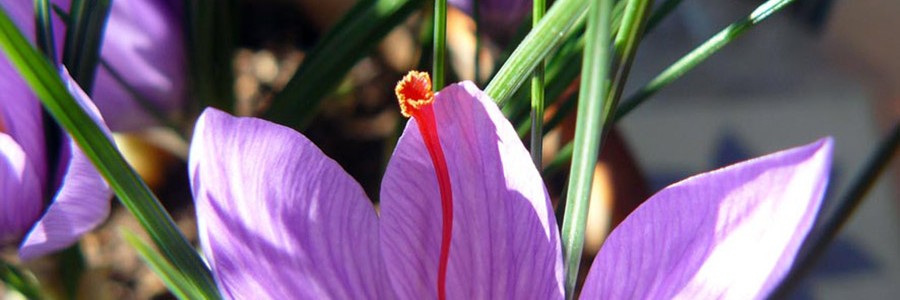 Los residuos florales de la producción de azafrán pueden utilizarse en la industria alimentaria