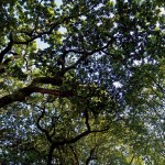 ¿Cuánto CO2 pueden capturar los montes de Galicia y Asturias?