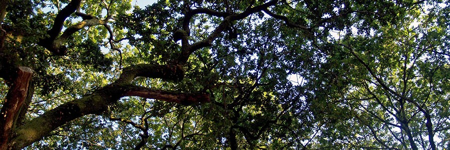 ¿Cuánto CO2 pueden capturar los montes de Galicia y Asturias?