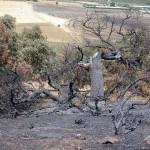 Proponen usar paja como medio eficaz para recuperar suelos afectados por incendios forestales