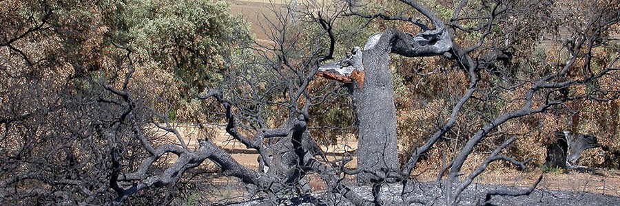 Proponen usar paja como medio eficaz para recuperar suelos afectados por incendios forestales