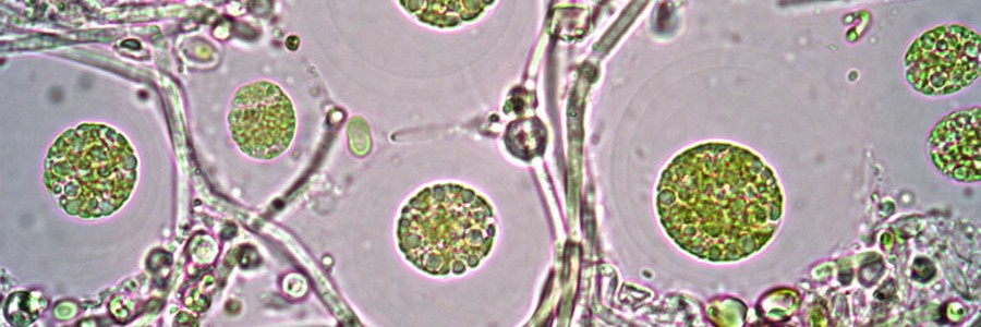 Patentan un sistema nocturno de depuración de aguas residuales con microalgas