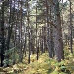 La Comunitat Valenciana ordenará 18.000 hectáreas de bosque para obtener biomasa