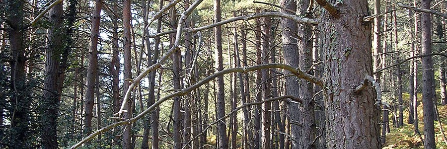 La Comunitat Valenciana ordenará 18.000 hectáreas de bosque para obtener biomasa