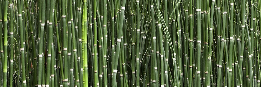 Utilizan plantas de bambú para tratar aguas residuales