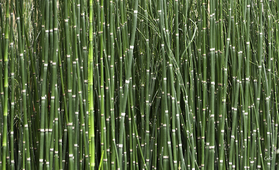 Utilizan Plantas De Bambu Para Tratar Aguas Residuales Residuos