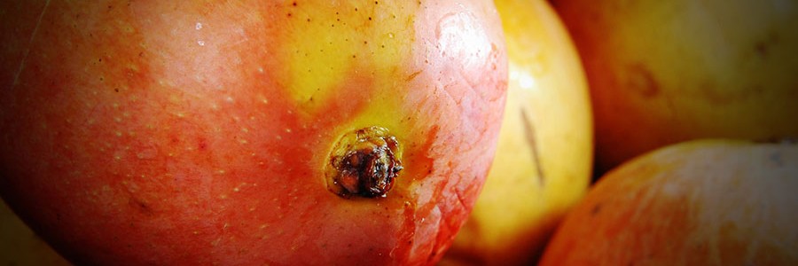 La cáscara del mango, un residuo de gran potencial para la agroindustria