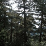 Majadahonda albergará el segundo ‘Bosque Sigaus’