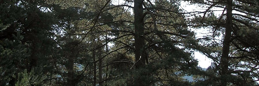 Majadahonda albergará el segundo ‘Bosque Sigaus’