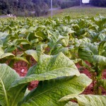 Tabaco genéticamente modificado para producir biocombustibles