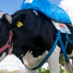 Consiguen almacenar el metano expelido por las vacas para hacer biocombustible